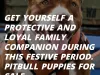Grover pitbull puppies
