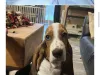 Now selling bassets