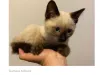 Dont fall for this Community Siamese Kittens 2022 Scam