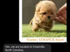 Online Puppy Scam