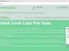 Scottish Fold Cattery Scam