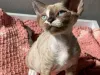 Renamed to Rhett Devon Rex Cattery