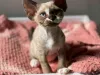 Renamed to Rhett Devon Rex Cattery