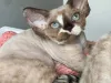 Renamed to Rhett Devon Rex Cattery