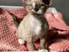 Renamed to Rhett Devon Rex Cattery