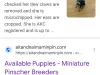 Fake puppy sales