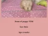 Teacup Maltese puppies