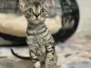 Finex devon rex cattery