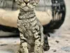 Finex devon rex cattery