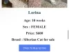 $600 Siberian Kitten