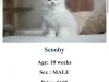 $600 Siberian Kitten