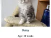 $600 Siberian Kitten