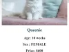 $600 Siberian Kitten