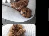 Fake Maltipoo Breeder