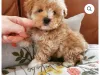 Maltipoo for sale