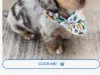 Puppy Scam