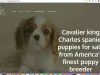 king charles pups puppy scam