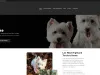 Fake Westie for sale - Zelle and online payment scam
