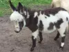 SCAM ALERT! Mini Donkeys