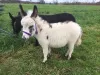 SCAM ALERT! Mini Donkeys