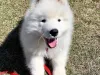 Purchase of a samoyed puppy at a discounted price 50% off