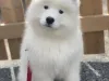 Purchase of a samoyed puppy at a discounted price 50% off