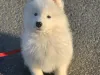 Purchase of a samoyed puppy at a discounted price 50% off