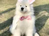 Purchase of a samoyed puppy at a discounted price 50% off