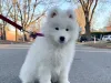 Purchase of a samoyed puppy at a discounted price 50% off