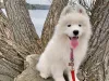 Purchase of a samoyed puppy at a discounted price 50% off