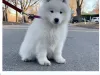 Purchase of a samoyed puppy at a discounted price 50% off