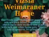 https://vizslaweimhome.com/- Dog Breeder Scammrr