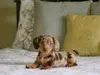 Bel Air Dachshunds now called Companion Dachshunds - still a scam