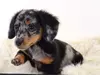 Bel Air Dachshunds now called Companion Dachshunds - still a scam