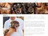 Bel Air Dachshunds now called Companion Dachshunds - still a scam