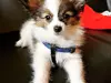 Premium Papillon Puppies