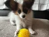 Premium Papillon Puppies