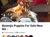 Mike Clines - fake Basenji puppy seller