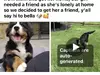 Facebook dog breeding scammers