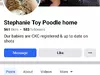 Facebook Puppies for Sell