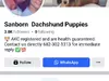 Facebook Puppies for Sell