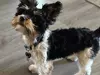 VERY Elaborate Scam to adopt a yorkie….