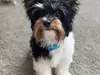 VERY Elaborate Scam to adopt a yorkie….