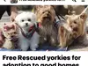 VERY Elaborate Scam to adopt a yorkie….