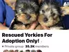VERY Elaborate Scam to adopt a yorkie….