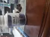 Scam gummies