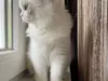 Animal Transportion