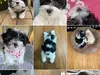 Report of Online Scam Using Fake Dog Sale