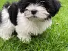 Report of Online Scam Using Fake Dog Sale