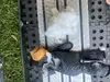 Unbreakable Bear Scam